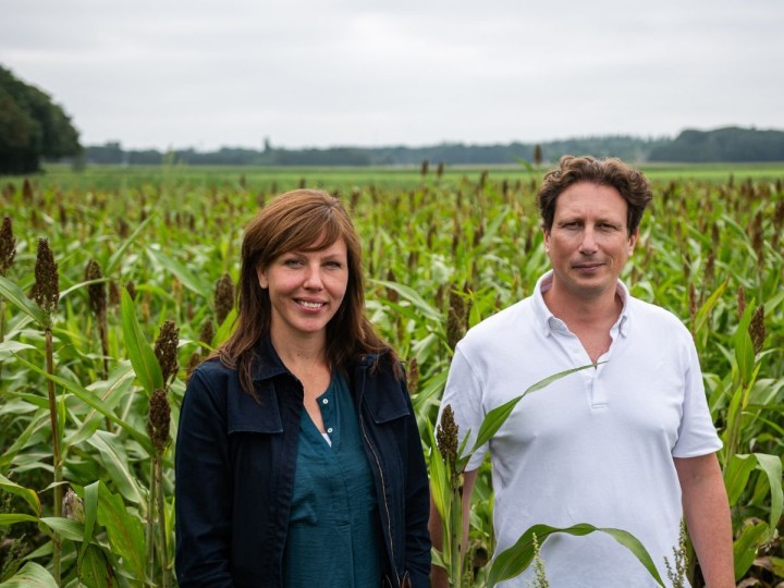 Springtail-sorghum-Brice-Godard